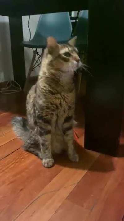 Link getting excited