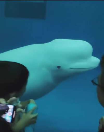 Beluga whale trying to scare kid.