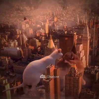 Why are they fighting? Why can’t they just be friends?