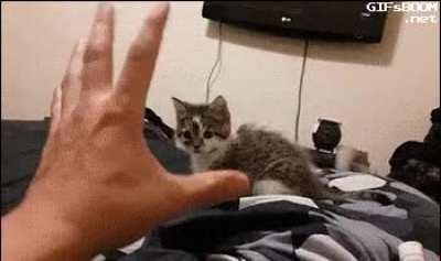Man uses the force on poor kitten