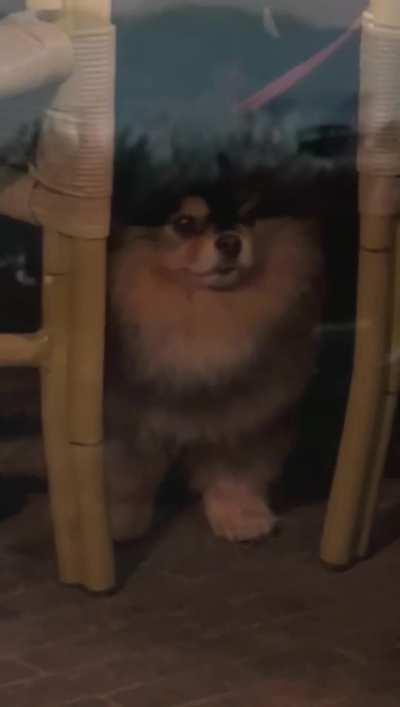 This dog has seen some shit