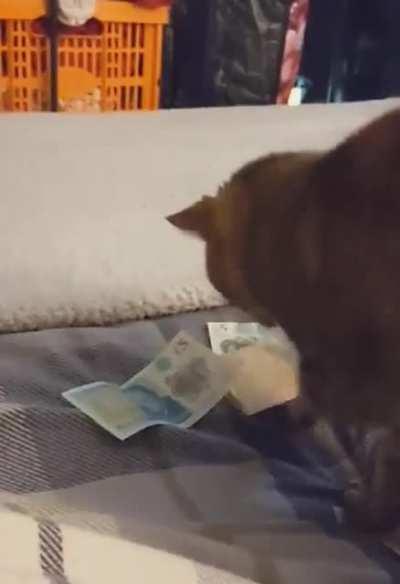Tax kitty counting my monies