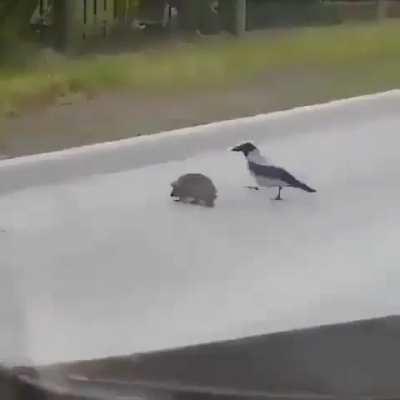 A bird telling a hedgehog to hurry across because it's dangerous 🦔🕊️