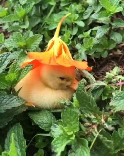 PeRsOn PuTs DeAdLY POiSonoUs pLanT oN ChIcK'S HeAd