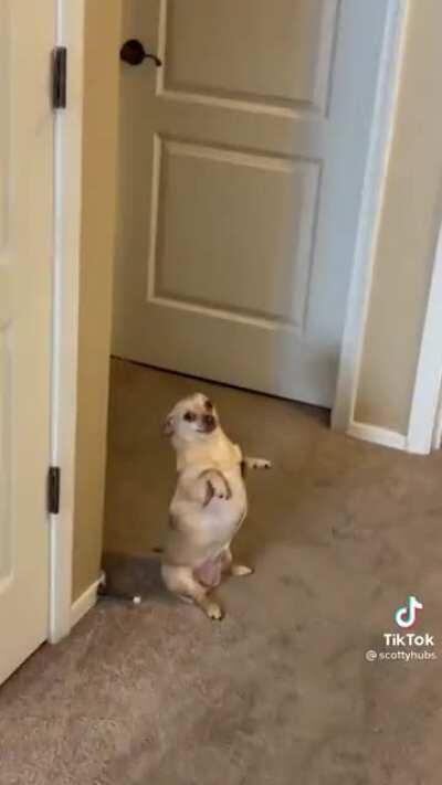 Olha o dog esperandinho.