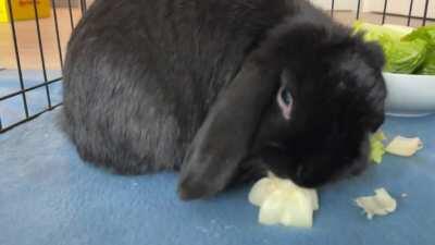 Rabbit ASMR ft my son- Sir Hopscotch