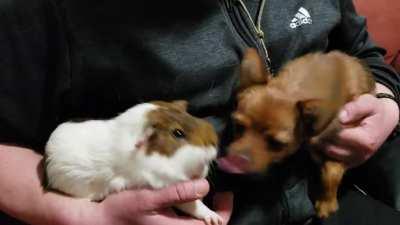 My puppy was excited to have a new family member. Not sure the new member felt the same...