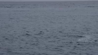 Giant bluefin tuna chasing after shoals of garfish, South Devon, UK