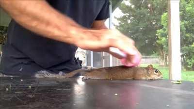 gRoTeSqUe GoUrMeT tEndErIzEs SqUiRreL mEaT wHiLe It'S sTiLl AliVe