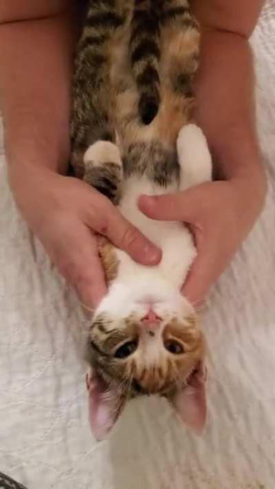 What should we name this kitten that showed up on our doorstep?