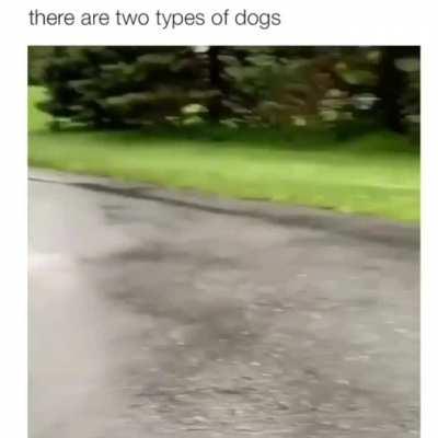 There are two types of dogs