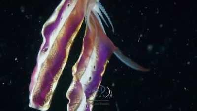 🔥 This Is Rainbow Blanket Octopus Found In the Philippines