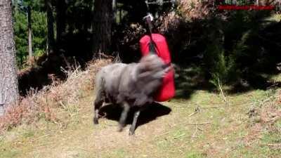Ram fighting a boxing bag