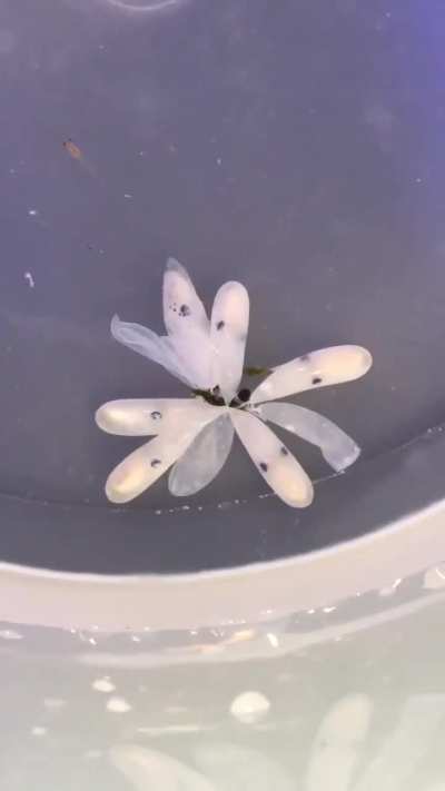 Little Octopus Hatching