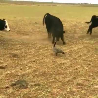 wish i had this confidence