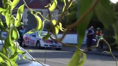 Um, Nekopara is quite interesting