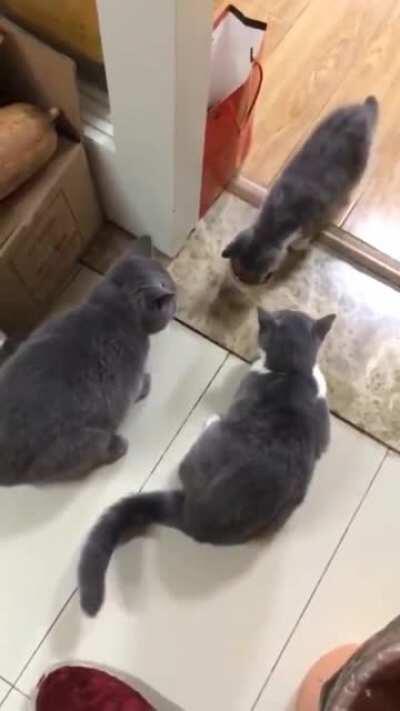 Back off chubby, let the kid eat!