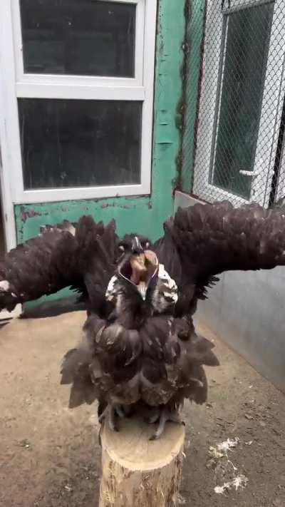 Vultures are having the most acidic stomach in the animal kingdom, with a pH of around 1, which is as strong as battery acid.