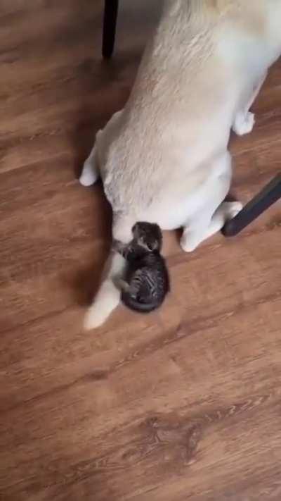 Nothing like a tail toy. No need to buy batteries 🤭