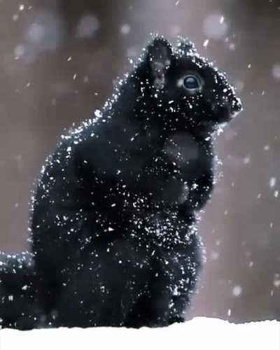 🔥 Black squirrel in snow 🔥