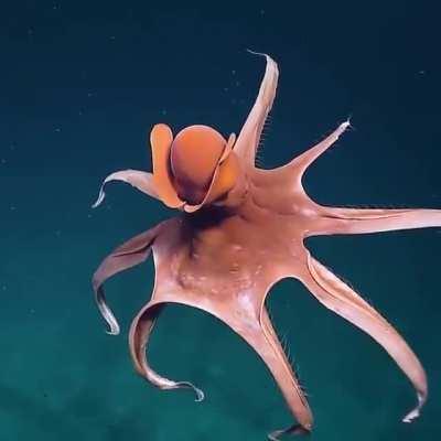 Incredible octopus stretching its tentacles to form a huge balloon captured by EVNautilus at a depth of around 1,600 meters (5,250 feet)