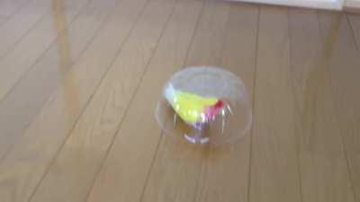 You shall not control me human, for I have my plastic helmet to prevent your mind control!