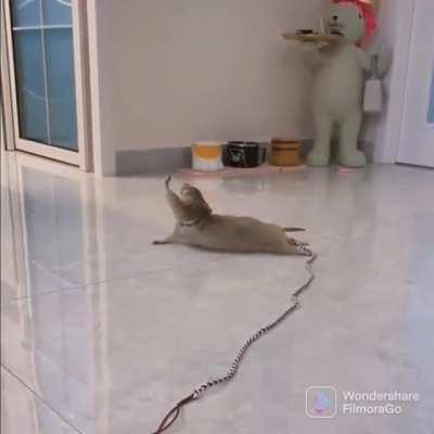 PoOr aNiMal bEiNg sTRanGLed tO DeATh