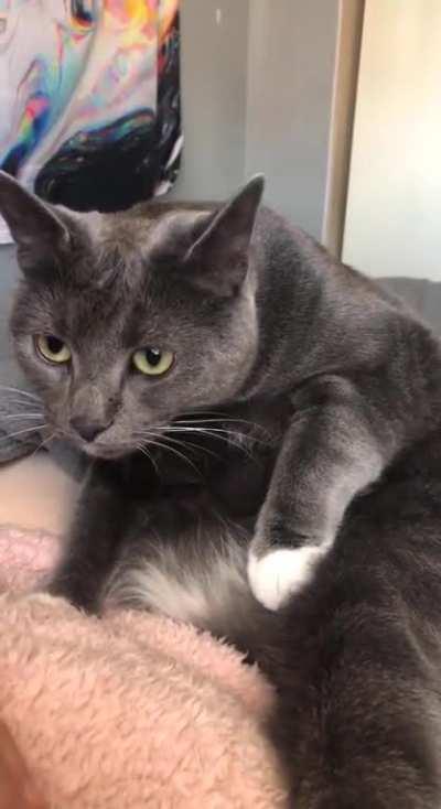 Cleaning cat gets her very own sound effects