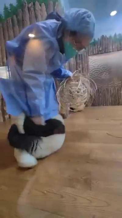 Kids are menace. Baby panda doesn’t want mommy to clean up the toys he has broken