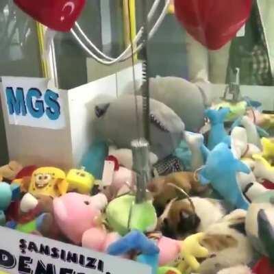 Cat in a claw machine