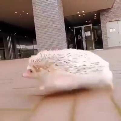 Escape that city little guy!