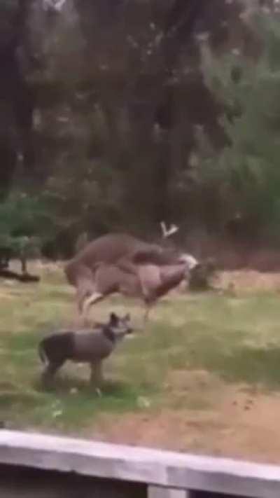 Бракованная секс игрушка для оленя.