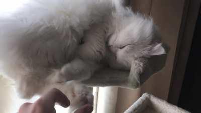 Big floof, little squeaks