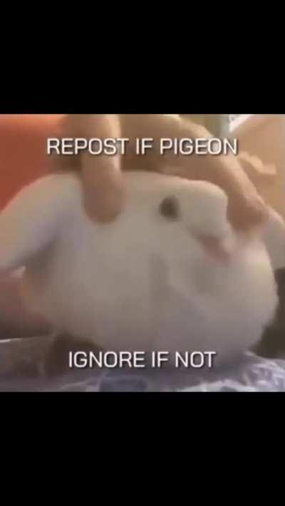 The Pigeon, traveller of subreddits.