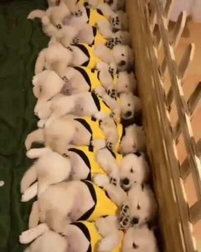 Puppers waking up in sync