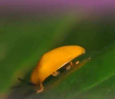 Had this meme on my phone for a while but I’m genuinely curious as to what this little fella is. Any ideas?