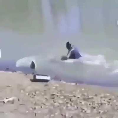 Sheep charging fisherman, pushed into the water