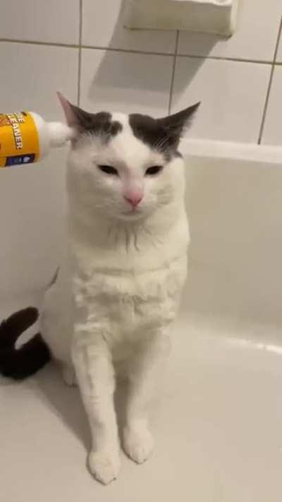 Это какие неправильные коты