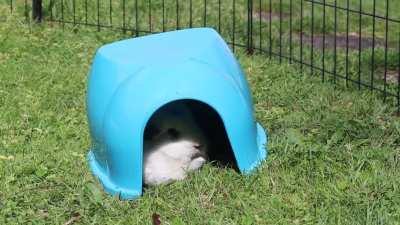 I GOT A VIDEO OF CREAMPUFF YAWNING🤍🤍🤍