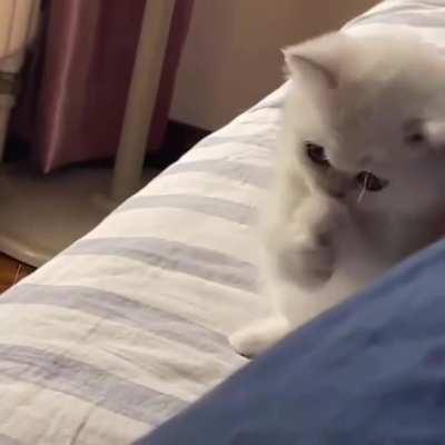 Kitty packs a punch!