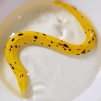 🔥 The Goldentail moray eel looks like a banana peel