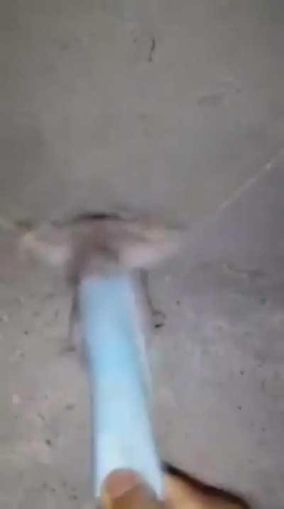 bruh what the rat doin