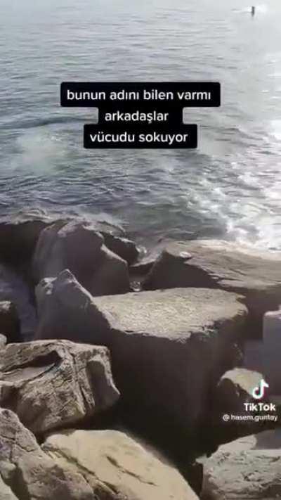 WCGW Holding a jellyfish