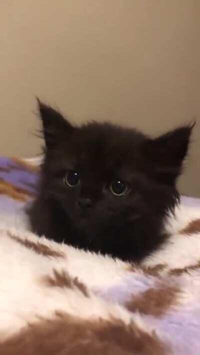 Little Furball