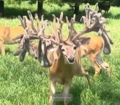 Thanks, I hate deer antlers. 