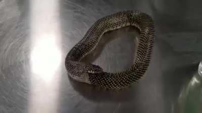 Snake eating its self