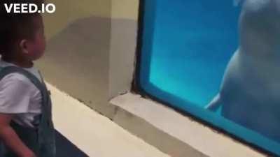 Beluga Whales Compilation