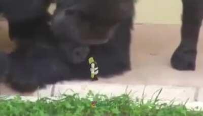 Godzilla vs Kong (Trailer 2021)