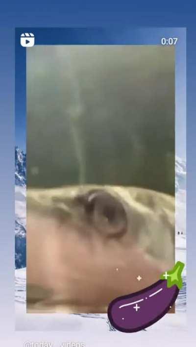 Un bait nuevo juanito