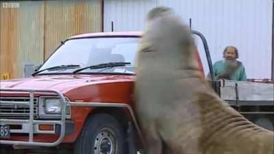 Elephants seals are the only animals known to be in the auto business, mostly demolition, but for a few extra (s)quid, they're also willing to engage in insurance fraud.